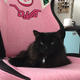 Illustration for article titled I Asked Cat Behavior Experts Why My Cat Is Obsessed With My Ridiculous Gamer Chair